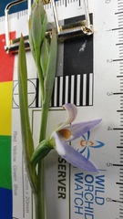Thelymitra megcalyptra