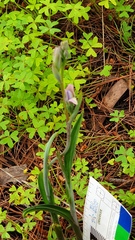 Thelymitra megcalyptra