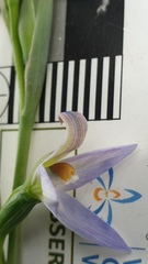 Thelymitra megcalyptra