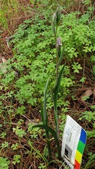 Thelymitra megcalyptra