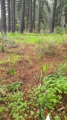 Thelymitra megcalyptra