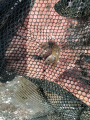 Lithobates catesbeianus