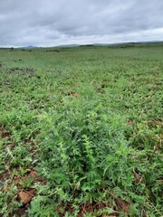 Urtica cannabina