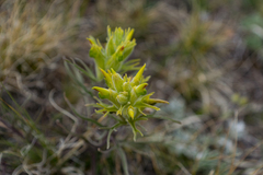 Castilleja puberula