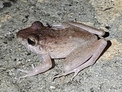 Craugastor crassidigitus