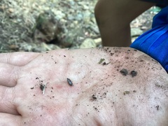 Holoverticata