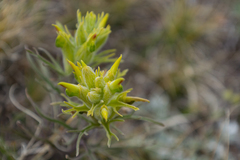 Castilleja puberula