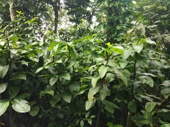 Costus spiralis