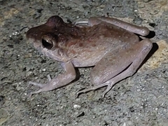 Craugastor crassidigitus