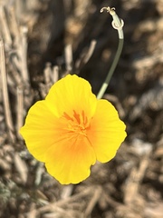 Eschscholzia californica