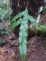 Microsorum pustulatum