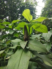 Costus spiralis