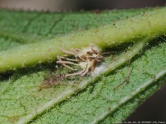 Gibellula