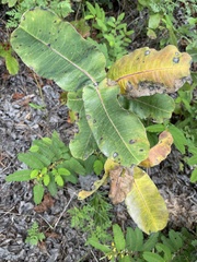 Asclepias amplexicaulis