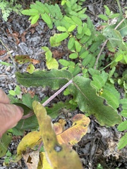 Asclepias amplexicaulis