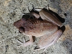 Craugastor crassidigitus