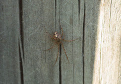 Theridion zantholabio