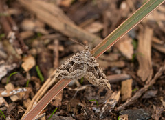 Xanthorhoe semifissata