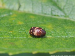 Cryptocephalus