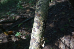 Phlebiopsis crassa