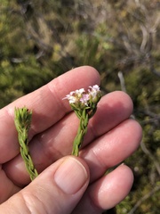 Euchaetis scabricosta