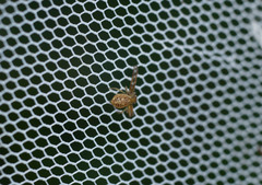 Diaea ambara
