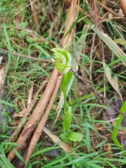 Pterostylis alpina