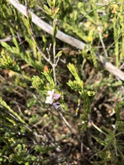 Euchaetis scabricosta