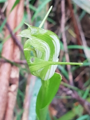 Pterostylis alpina