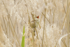 Acrocephalus orientalis