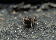 Sylvicola