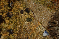 Polyplacophora