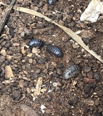 Oniscidea