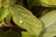 Iphiclides podalirius