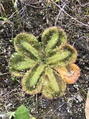 Drosera collina