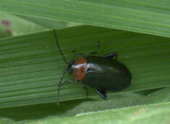 Disonycha xanthomelas