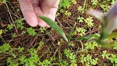 Thelymitra megcalyptra