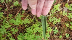 Thelymitra megcalyptra