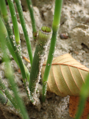 Equisetum hyemale