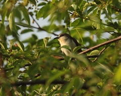 Coccyzus erythropthalmus