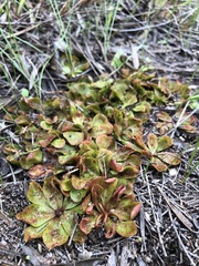 Drosera rosulata