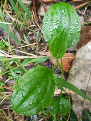 Hackelia latifolia