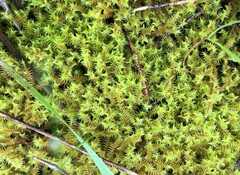 Triquetrella papillata