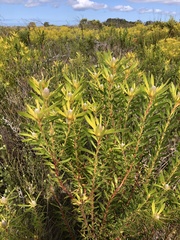 Leucadendron meridianum