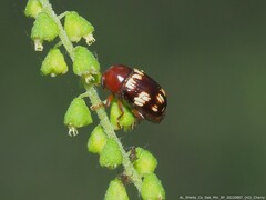 Cryptocephalus badius