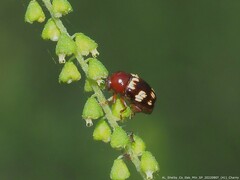 Cryptocephalus badius