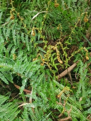Polystichum proliferum