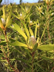 Leucadendron meridianum