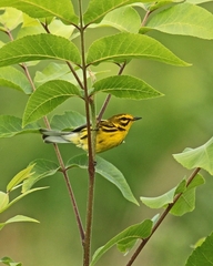Setophaga discolor