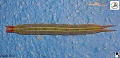 Opsiphanes invirae